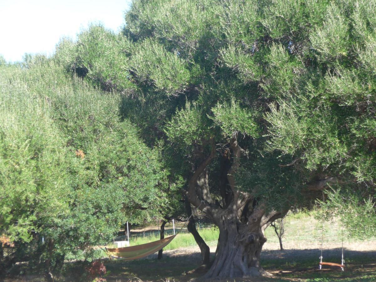 Agriturismo Gli Olivastri -Appartamento Bel Vedere Con Piscina ,Solarium E Vista Mare,Climatizzatore ,Wifi Aglientu Dış mekan fotoğraf